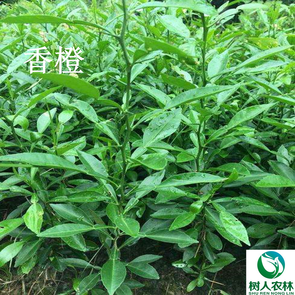 湖南树人农林科技有限公司,湖南柑橘品种销售,中国果树网,常绿果树类哪里好