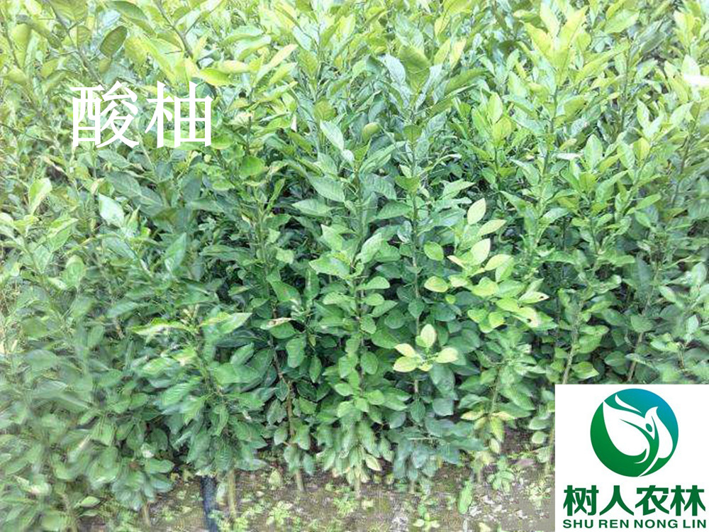 湖南树人农林科技有限公司,湖南柑橘品种销售,中国果树网,常绿果树类哪里好